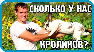 Превью: Сколько кроликов в хозяйстве &quot;ДОМ В ДЕРЕВНЕ&quot;?