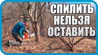 Превью: ОНИ МЕШАЮТ СТРОЙКЕ! ЧТО СДЕЛАЛ СО СТАРЫМИ ЯБЛОНЯМИ НА УЧАСТКЕ?
