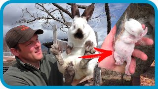 Превью: 19 БЕРЕМЕННЫХ... А Я ОДИН! КАК ЭТО БЫЛО. Подготовка, роды, потери.