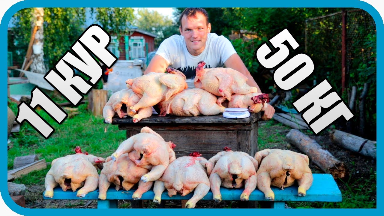 50 кг МЯСА с 11 КУР! НАЧАЛИ ЗАБОЙ ПТИЦЫ!
