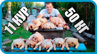 Превью: 50 кг МЯСА с 11 КУР! НАЧАЛИ ЗАБОЙ ПТИЦЫ!