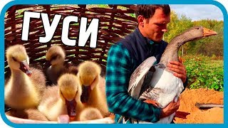Превью: ЖИЛИ БЫЛИ ГУСИ. ДОМ В ДЕРЕВНЕ.