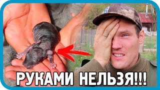 Превью: НЕЛЬЗЯ ТРОГАТЬ КРОЛЬЧАТ РУКАМИ! ВОТ ПОЧЕМУ...