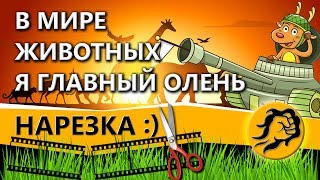 Превью: В МИРЕ ЖИВОТНЫХ и ГЛАВНЫЙ ОЛЕНЬ В НЁМ - Я