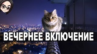 Превью: mozol6ka | Вечернее включение