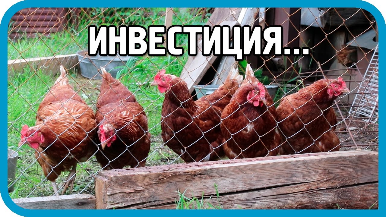 Содержание кроликов зимой