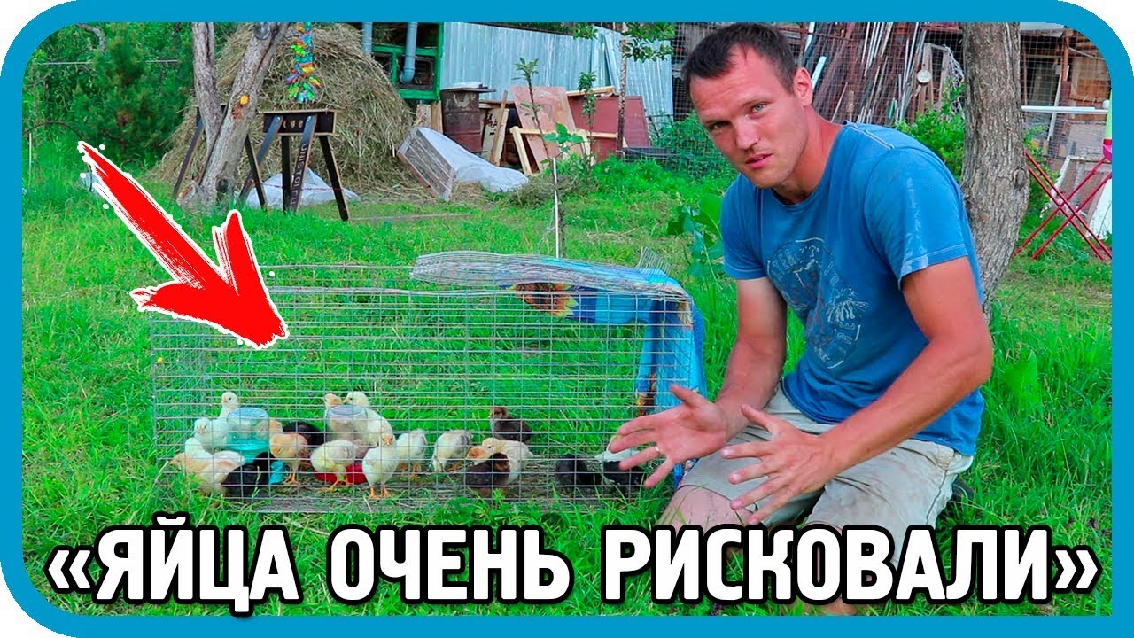 Наш первый опыт вывода цыплят в инкубаторе OVO-78. Результаты.