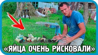 Превью: Наш первый опыт вывода цыплят в инкубаторе OVO-78. Результаты.