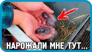 Превью: НАРОЖИЛИ МНЕ ТУТ... УТКА И КРОЛЬЧИХА ПОСТАРАЛИСЬ...