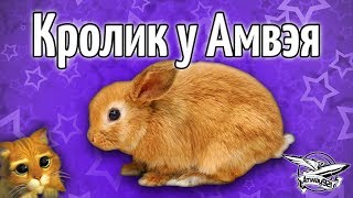 Превью: Кролик у Амвэя - Он такой милый и добрый!