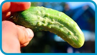 Превью: 🔴 ЭТО ПРОВАЛ! УРОЖАЙНЫЕ НЕУДАЧИ НАЧИНАЮЩИХ ОГОРОДНИКОВ 😂