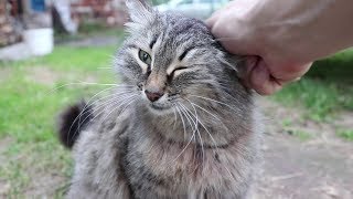 Превью: ТОЛСТЫЙ СОСЕДСКИЙ КОТ ОКАЗАЛСЯ КОШКОЙ! И ВОТ РЕЗУЛЬТАТ...