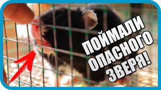 Превью: ПОЙМАЛИ ОПАСНОГО ЗВЕРЯ! ВЫЗВАЛИ ЗООЛОГОВ!