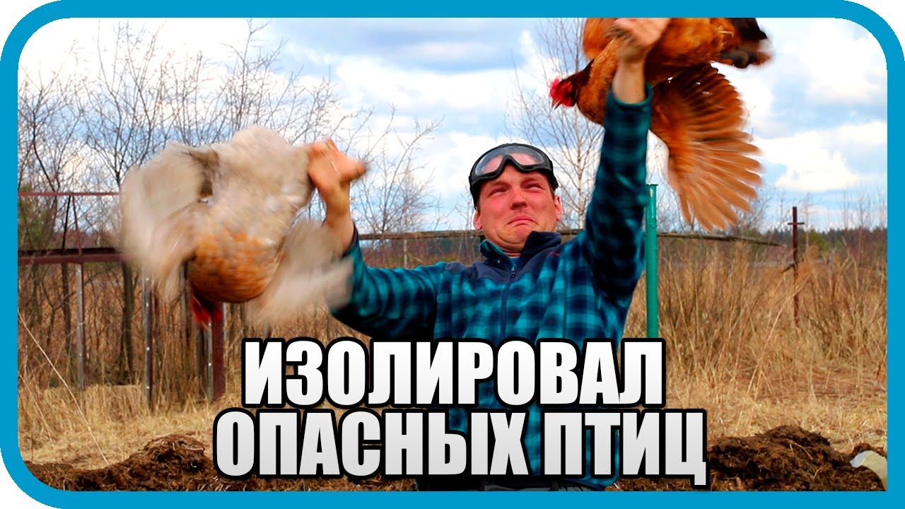 Делаю загон для птицы. Теперь всё под контролем...