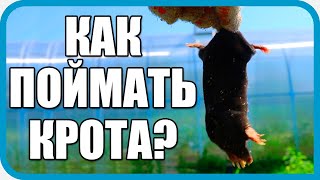 Превью: 🔴 КАК ПОЙМАТЬ КРОТА. ПРОСТОЙ СПОСОБ ОТ ОХОТНИКА ИЗ ДЕРЕВНИ
