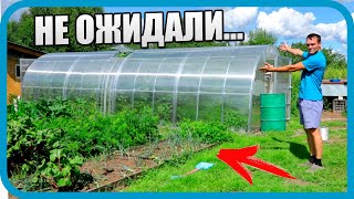 Превью: ТЕПЛИЦА 10 НЕДЕЛЬ СПУСТЯ! И НАШ МИКРО-огород!