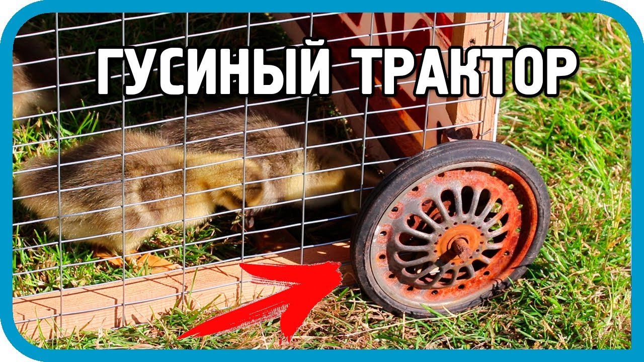 СПАСТИ ГУСЯТ ОТ НЕПРИЯТЕЛЯ! Делаем &quot;Гусиный трактор&quot;