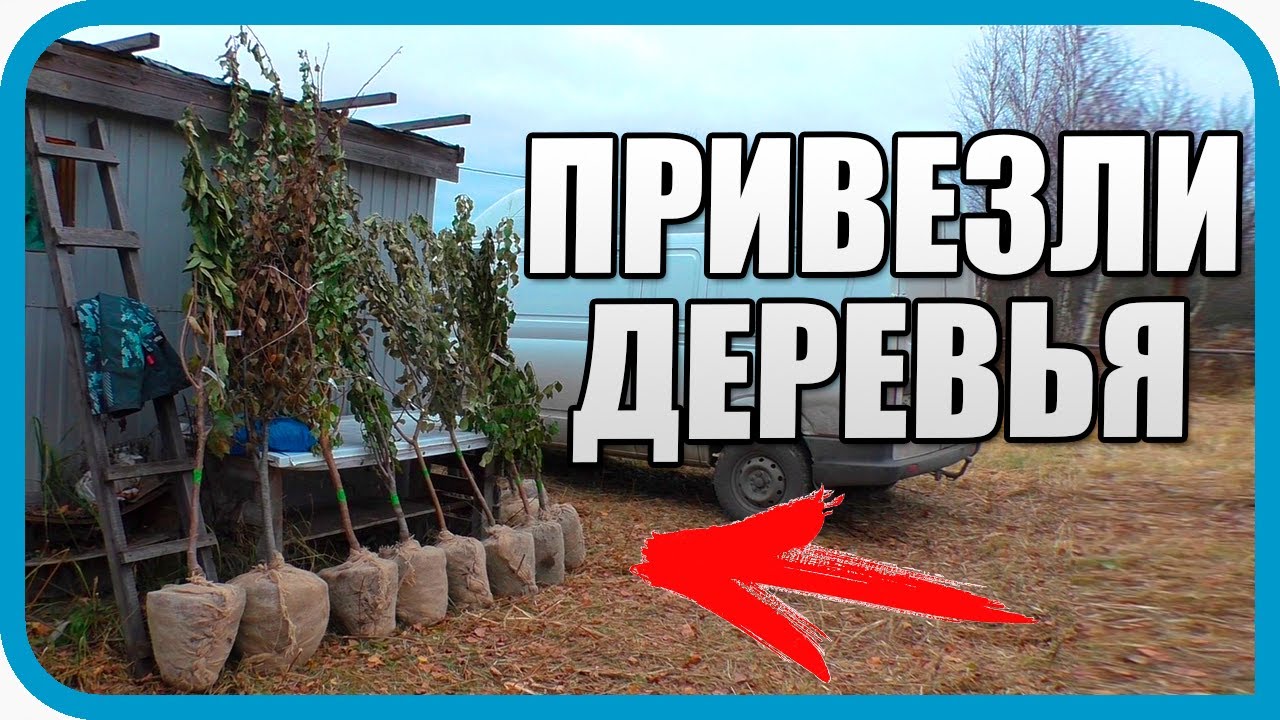 САЖАЕМ САД НА НОВОМ УЧАСТКЕ