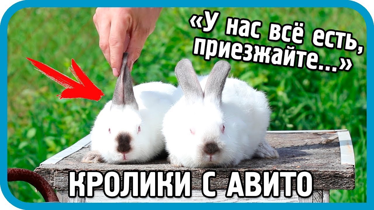 Как меня обманули кролиководы с Авито. Мой первый опыт покупки кроликов по объявлениям.