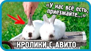 Превью: Как меня обманули кролиководы с Авито. Мой первый опыт покупки кроликов по объявлениям.