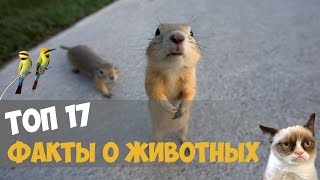 Превью: ТОП 17 САМЫЕ ИНТЕРЕСНЫЕ ФАКТЫ ПРО ЖИВОТНЫХ