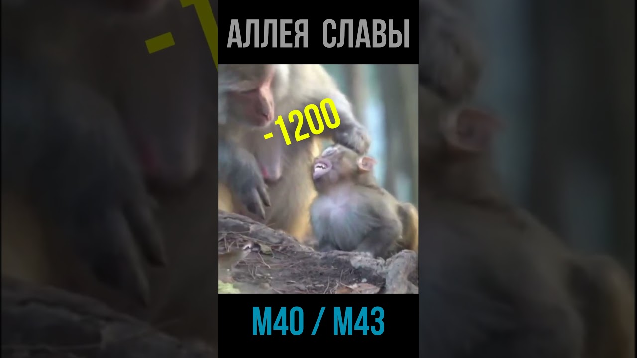 ПРОБИТИЯ НА АРТЕ💥 аллея славы М40/М43 #wot #games #танки