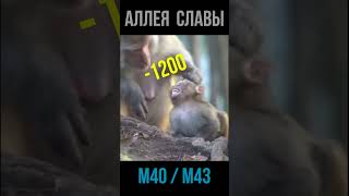 Превью: ПРОБИТИЯ НА АРТЕ💥 аллея славы М40/М43 #wot #games #танки