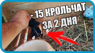 Превью: ИХ СОЖРАЛИ ЗАЖИВО. КТО? НЕ ПОВЕРИЛ ЕСЛИ БЫ НЕ УВИДЕЛ САМ!