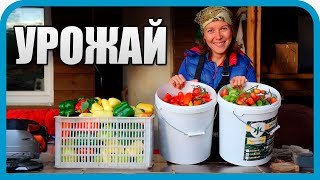 Превью: ОТ СЕМЕЧКА ДО ПЛОДА. ПОЛ ГОДА В ОДНОМ ВИДЕО.
