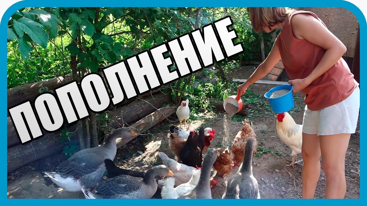 МЫ ИХ НЕ ЖДАЛИ. ПОПОЛНЕНИЕ В ДОМ В ДЕРЕВНЕ