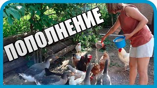 Превью: МЫ ИХ НЕ ЖДАЛИ. ПОПОЛНЕНИЕ В ДОМ В ДЕРЕВНЕ