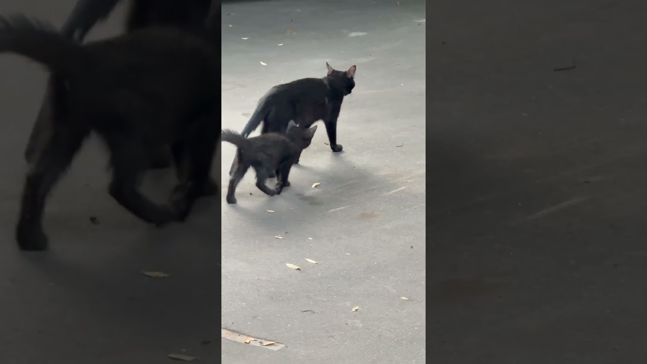 Черная мама кошка и её котик идут домой #кот #cat #song #cats #animal