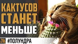 Превью: ЧИТЫ И КАКТУСЫ ПОД УДАРОМ #полундра