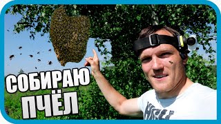 Превью: СОБИРАЮ РОЙ ПЧЁЛ ГОЛЫМИ РУКАМИ!