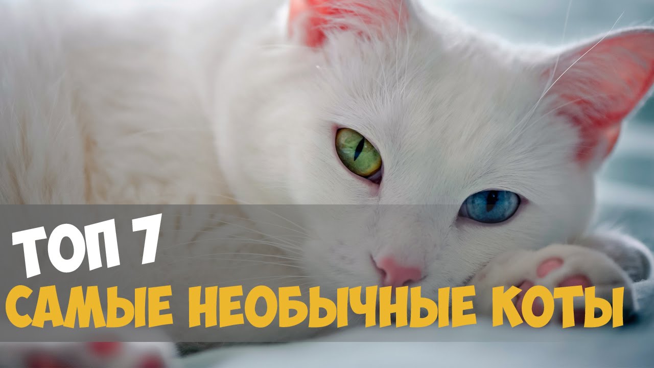 ТОП 7 САМЫЕ НЕОБЫЧНЫЕ КОТЫ В МИРЕ