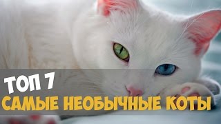 Превью: ТОП 7 САМЫЕ НЕОБЫЧНЫЕ КОТЫ В МИРЕ