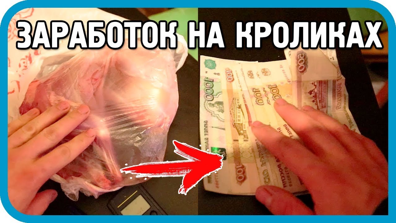 Сколько можно заработать на продаже кроликов? Реальные примеры