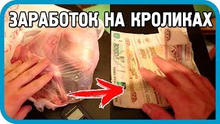 Превью: Сколько можно заработать на продаже кроликов? Реальные примеры