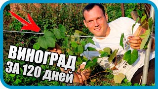 Превью: КАК Я СТАЛ ВИНОГРАДАРЕМ С НУЛЯ. Провал или результат за 4 месяца! Дом в деревне
