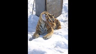 Превью: САМЫЙ ВСРАТЫЙ ТИГР) GW-TigerP на усиленных фугасах!