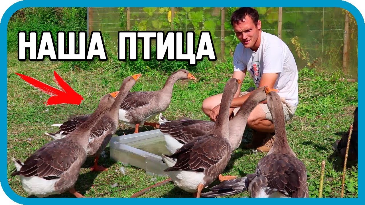 ИТОГИ ЛЕТА: НАШЕ ВЕСЁЛОЕ ХОЗЯЙСТВО. ПТИЦА!