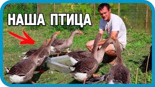 Превью: ИТОГИ ЛЕТА: НАШЕ ВЕСЁЛОЕ ХОЗЯЙСТВО. ПТИЦА!