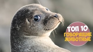 Превью: 10 ЖИВОТНЫХ, КОТОРЫЕ УМЕЮТ ГОВОРИТЬ