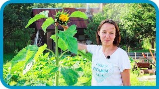 Превью: Экскурсия в урожайный огород. Наш огород и теплица 2019