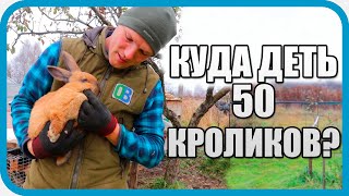 Превью: КУДА ДЕТЬ 50 КРОЛИКОВ? ОПТИМИЗАЦИЯ У ДОМА В ДЕРЕВНЕ