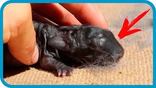 Превью: Первый окрол крольчихи начинающего кроликовода / Дом в деревне
