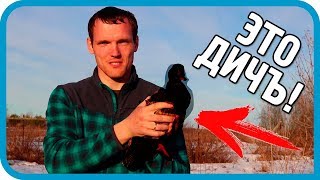 Превью: КРОЛИКОВОД-НЕУДАЧНИК И НОВАЯ ДИЧЪ!!!