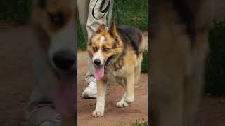 Превью: Саша Чабин — фронтендер из Контура, у которого очень много пет-проектов